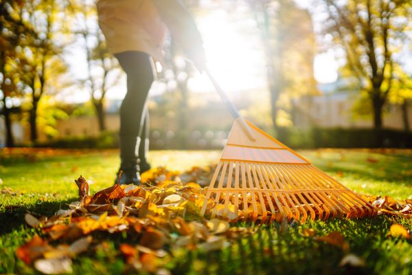 Leaves Raking in Sandy