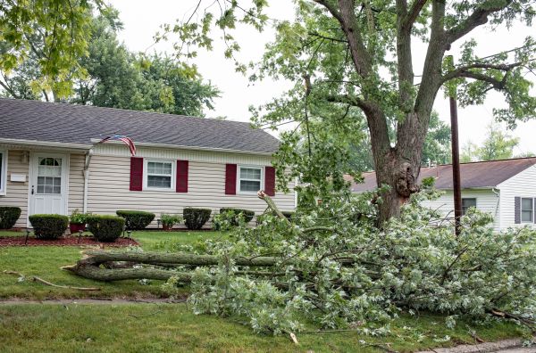 Fallen Branch Removal in Sandy