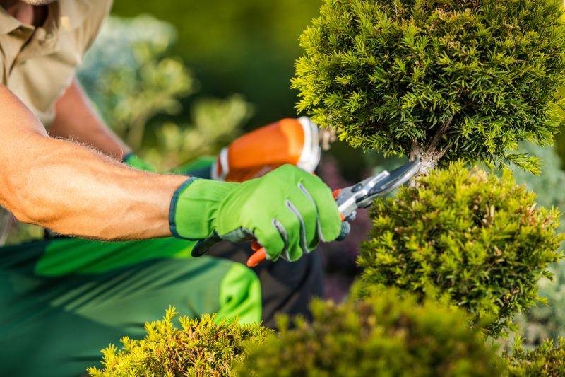 Tree & Shrub Pruning