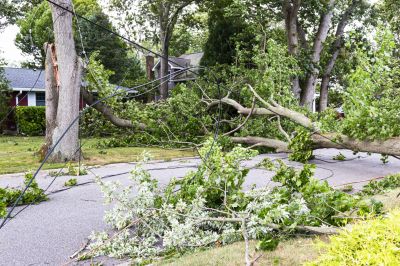 Fallen Branch Removal detail