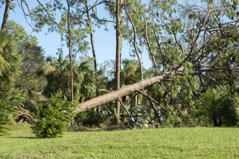 Fallen Branch Removal detail