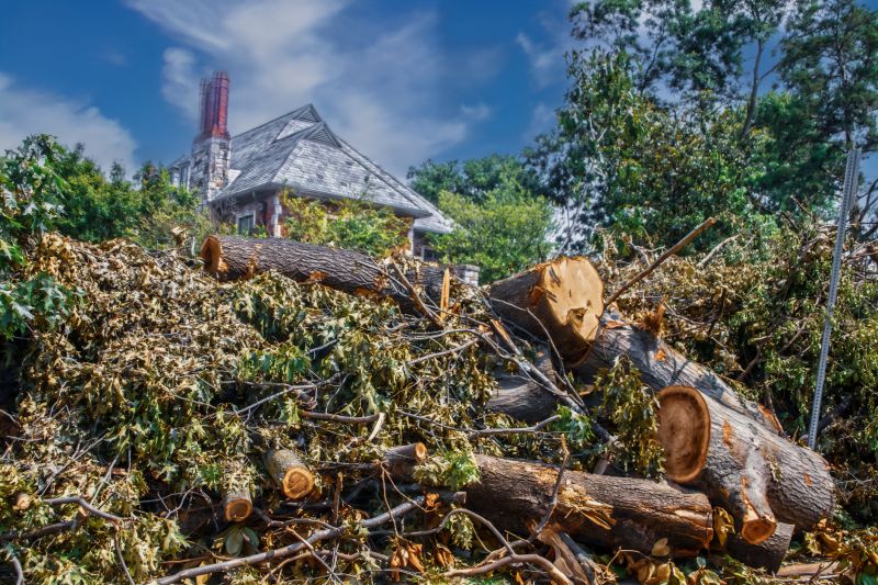 Fallen Branch Removal detail
